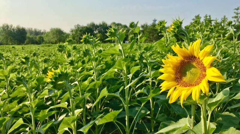 Join to the UZ Energy Community